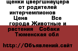 щенки цвергшнауцера от родителей интерчемпионов,   › Цена ­ 35 000 - Все города Животные и растения » Собаки   . Тюменская обл.